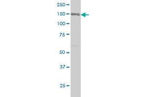 ITGA2 antibody  (AA 30-119)