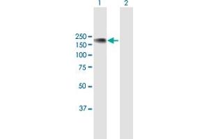 Western Blot analysis of NFATC3 expression in transfected 293T cell line by NFATC3 MaxPab polyclonal antibody. (NFATC3 antibody  (AA 1-1068))