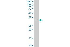 TAZ monoclonal antibody (M13), clone 1F11. (TAZ antibody  (AA 1-262))