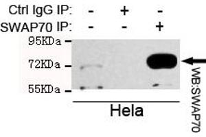 Immunoprecipitation analysis of Hela cell lysate using SW mouse mAb. (SWAP70 antibody)