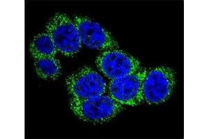 Confocal immunofluorescent analysis of DLL3 antibody with 293 cells followed by Alexa Fluor 488-conjugated goat anti-rabbit lgG (green). (DLL3 antibody  (AA 519-548))