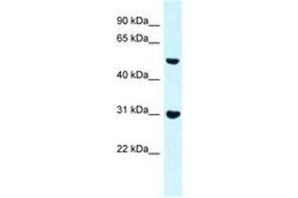 FNBP1 antibody  (N-Term)