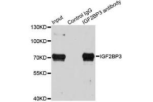 Immunoprecipitation analysis of 100ug extracts of HepG2 cells using 3ug IGF2BP3 antibody. (IGF2BP3 antibody)