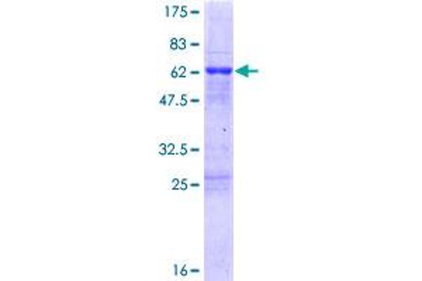 JAZF1 Protein (AA 1-243) (GST tag)
