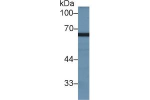 Western Blot; Sample: Rat Testis lysate; Primary Ab: 2µg/ml Rabbit Anti-Rat GAS6 Antibody Second Ab: 0.