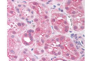 Anti-SIRT7 antibody IHC of human kidney. (SIRT7 antibody  (AA 317-366))