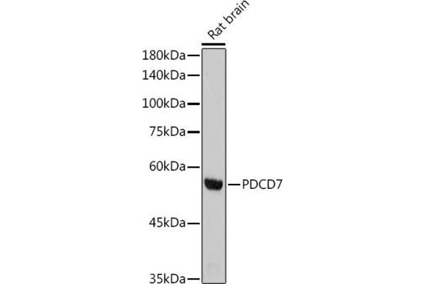 PDCD7 Antikörper
