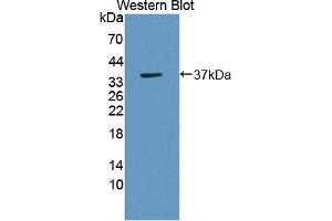 Western blot analysis of the recombinant protein. (WNT3 antibody  (AA 59-355))