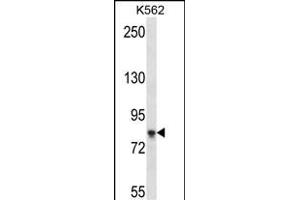 SD4B Antibody (C-term) (ABIN657524 and ABIN2846546) western blot analysis in K562 cell line lysates (35 μg/lane). (SAMD4B antibody  (C-Term))