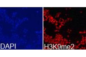 Immunofluorescence (IF) image for anti-Histone 3 (H3) (H3K9me2) antibody (ABIN1872998) (Histone 3 antibody  (H3K9me2))