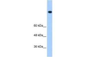 Western Blotting (WB) image for anti-High Density Lipoprotein Binding Protein (HDLBP) antibody (ABIN2462185) (HDLBP antibody)