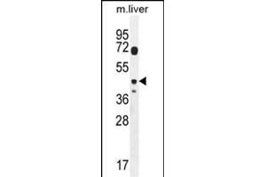 DTWD2 Antibody (Center) (ABIN654321 and ABIN2844102) western blot analysis in mouse liver tissue lysates (35 μg/lane). (DTWD2 antibody  (AA 109-138))