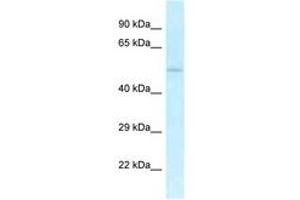 Image no. 1 for anti-U2AF Homology Motif (UHM) Kinase 1 (UHMK1) (AA 330-379) antibody (ABIN6747571) (UHMK1 antibody  (AA 330-379))