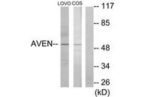 Western blot analysis of extracts from COS7/LOVO cells, using AVEN Antibody. (AVEN antibody  (AA 301-350))