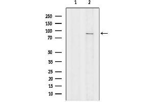 anti-Zw10 Kinetochore Protein (ZW10) (Internal Region) antibody