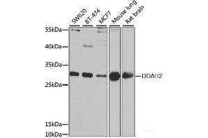 Western blot analysis of extracts of various cell lines using DDAH2 Polyclonal Antibody at dilution of 1:1000. (DDAH2 antibody)