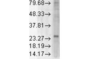 KDEL Rec Western Blotting 1 in 1000 rat tissue lysate. (KDELR antibody  (AA 192-212))