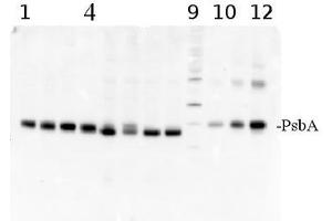 Western Blotting (WB) image for anti-D1 Protein of PSII, (PsbA) (C-Term) antibody (ABIN93523) (D1 Protein of PSII, (PsbA) (C-Term) antibody)