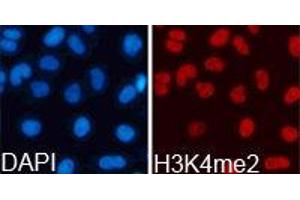 Immunofluorescence (IF) image for anti-Histone 3 (H3) (H3K4me2) antibody (ABIN1872995) (Histone 3 antibody  (H3K4me2))