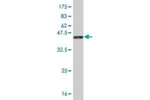 Western Blot detection against Immunogen (40. (FABP4 antibody  (AA 1-132))