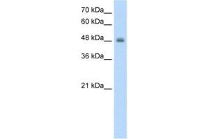 Western Blotting (WB) image for anti-Ring Finger Protein 128 (RNF128) antibody (ABIN2462682) (RNF128 antibody)
