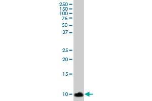 S100A8 MaxPab polyclonal antibody. (S100A8 antibody  (AA 1-93))