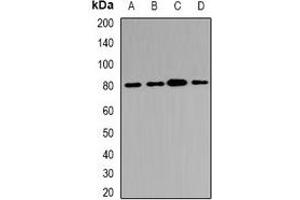 Western blot analysis of ABCB8 expression in Hela (A), HepG2 (B), mouse kidney (C), rat heart (D) whole cell lysates. (ABCB8 antibody)