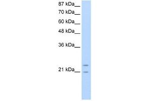 PMF1 antibody  (N-Term)