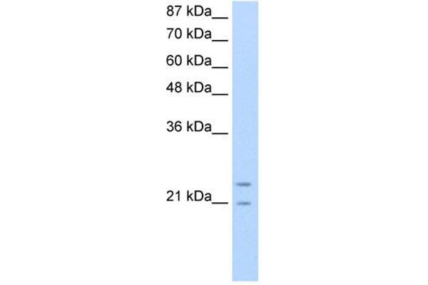 PMF1 Antikörper  (N-Term)