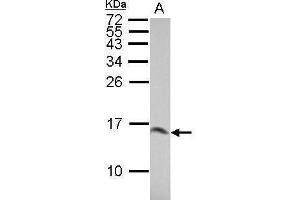 WB Image Sample (30 ug of whole cell lysate) A: BCL-1 15% SDS PAGE antibody diluted at 1:10000 (LGALS1/Galectin 1 antibody)