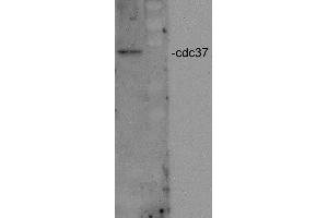 Western blot analysis of Human HeLa cell lysates showing detection of CDC37 protein using Rabbit Anti-CDC37 Polyclonal Antibody .