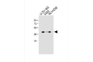All lanes : Anti-PCGF6 Antibody (Center) at 1:1000 dilution Lane 1: U-251 MG whole cell lysate Lane 2: K562 whole cell lysate Lane 3: NCI- whole cell lysate Lysates/proteins at 20 μg per lane. (PCGF6 antibody  (AA 190-217))
