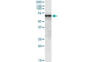 Immunoprecipitation of BAG4 transfected lysate using anti-BAG4 MaxPab rabbit polyclonal antibody and Protein A Magnetic Bead , and immunoblotted with BAG4 purified MaxPab mouse polyclonal antibody (B01P) . (BAG4 antibody  (AA 1-457))