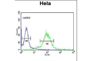 Flow cytometric analysis of Hela cells (right histogram) compared to a negative control cell (left histogram). (MAML3 antibody  (C-Term))