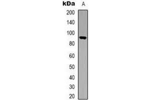 Western blot analysis of STAT5 expression in HEK293T (A) whole cell lysates. (STAT5A antibody  (C-Term))