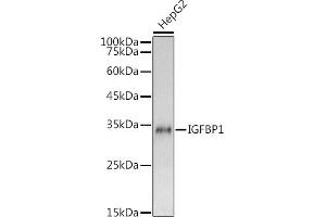 Western blot analysis of extracts of HepG2 cells, using IGFBP1 antibody (ABIN6134372, ABIN6142251, ABIN6142252 and ABIN6215066) at 1:1000 dilution. (IGFBPI antibody  (AA 150-250))