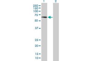 Western Blot analysis of ZKSCAN4 expression in transfected 293T cell line by ZKSCAN4 MaxPab polyclonal antibody. (ZKSCAN4 antibody  (AA 1-545))