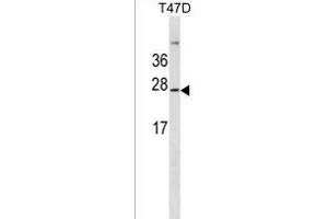 GKN3P Antibody (Center) (ABIN1537739 and ABIN2849937) western blot analysis in T47D cell line lysates (35 μg/lane). (GKN3P antibody  (AA 108-134))