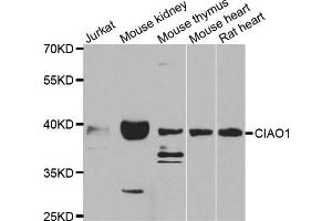 Western blot analysis of extracts of various cell lines, using CIAO1 antibody (ABIN5975509) at 1/1000 dilution. (CIAO1 antibody)
