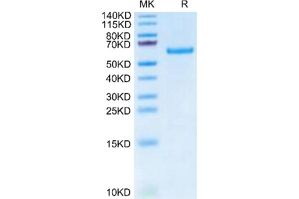TNFRSF11A Protein (AA 31-214) (Fc Tag)