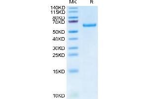 TNFRSF11A Protein (AA 31-214) (Fc Tag)