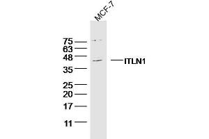 MCF-7 Cell lysates probed with ITLN1 Polyclonal Antibody, unconjugated  at 1:300 overnight at 4°C followed by a conjugated secondary antibody for 60 minutes at 37°C. (ITLN1/Omentin antibody  (AA 131-230))