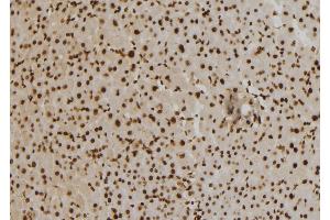 ABIN6273463 at 1/100 staining Mouse liver tissue by IHC-P. (CENPO antibody  (Internal Region))