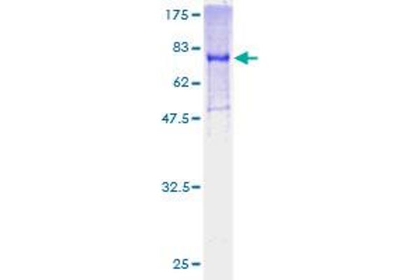 GDI1 Protein (AA 1-447) (GST tag)
