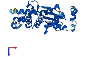 Actin-Like 10 (ACTL10) (AA 1-245) protein (His tag)