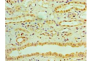 Immunohistochemistry of paraffin-embedded human kidney tissue using ABIN7167832 at dilution of 1:100
