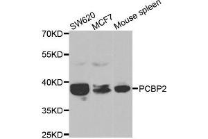 Western blot analysis of extracts of various cell lines, using PCBP2 antibody. (PCBP2 antibody  (AA 1-130))