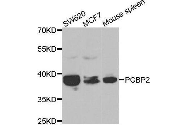 PCBP2 anticorps  (AA 1-130)