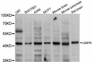 Western blot analysis of extracts of various cell lines, using GRPR antibody. (GRPR antibody)