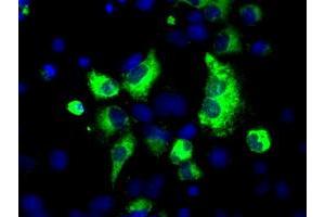 Anti-LOX mouse monoclonal antibody (ABIN2453266) immunofluorescent staining of COS7 cells transiently transfected by pCMV6-ENTRY LOX (RC213323). (LOX antibody  (AA 22-168))